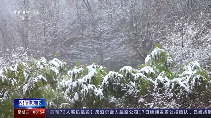 [朝闻天下]重庆巴南 彩色森林迎来降雪 银装素裹如梦如幻