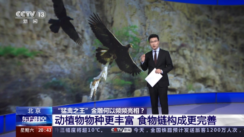 [东方时空]北京 “猛禽之王”金雕何以频频亮相？ 动植物物种更丰富 食物链构成更完善