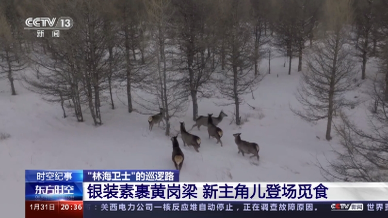 [东方时空]时空纪事 “林海卫士”的巡逻路 野生动物成为目标 警方与盗猎者展开较量