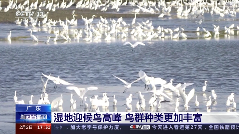 [新闻直播间]广东 湿地迎候鸟高峰 鸟群种类更加丰富