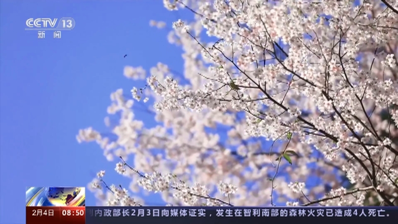 [朝闻天下]浙江浦江 花开中国 一团团一簇簇 千亩野樱花竞相绽放