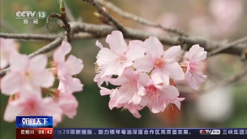[朝闻天下]福建南安 花开中国 感受春天 青山环抱花盛开 赏樱游玩正当时