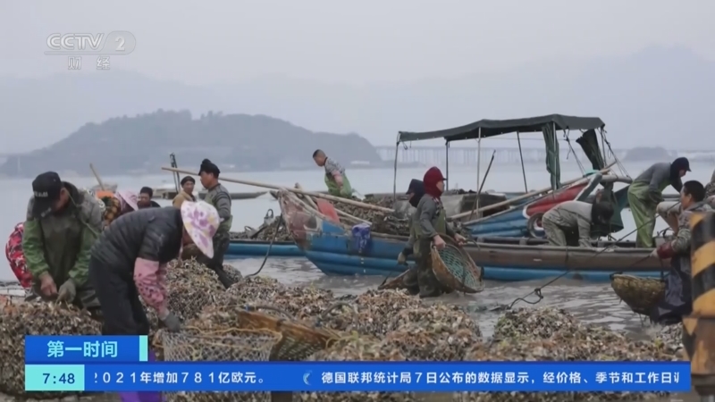 [第一时间]福建罗源：海蛎销售旺季 养殖户采收忙