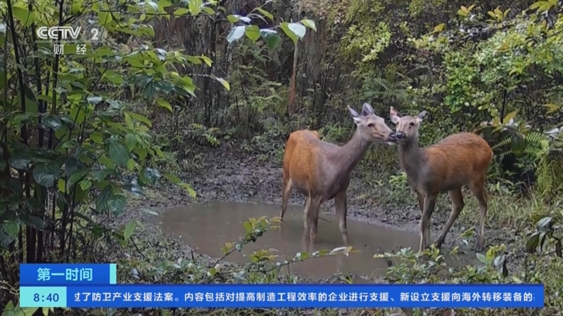 [第一时间]江西崇义：10余头国家保护动物水鹿现身齐云山保护区