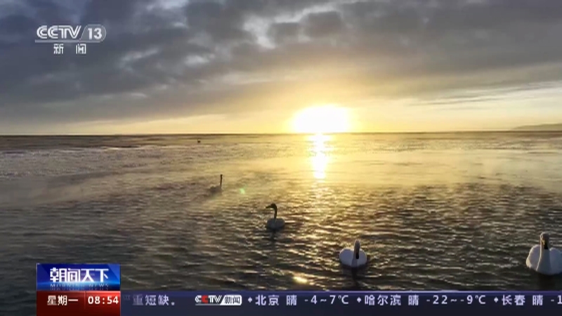 [朝闻天下]青海 青海湖越冬大天鹅数量达660余只
