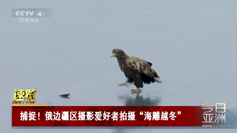 [今日亚洲]速览 捕捉！俄边疆区摄影爱好者拍摄“海雕越冬”