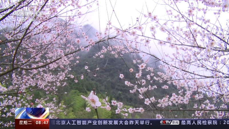 [朝闻天下]湖南龙山 樱桃花成片绽放 春日美景如仙境