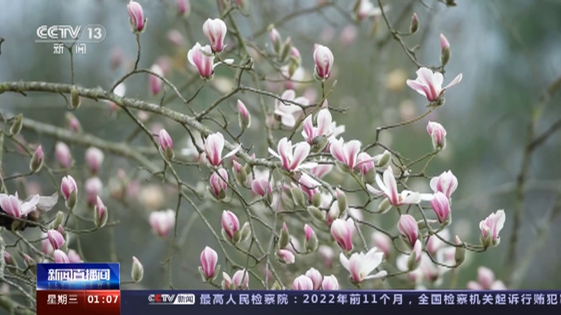 [新闻直播间]花开中国 春色烂漫