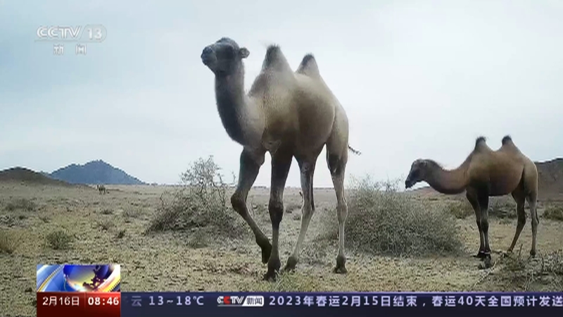 [朝闻天下]关注野骆驼科考 在“生命禁区”寻踪“沙漠之王”