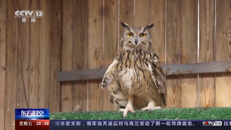 [东方时空]北京 一只鸟如何救治一年？新技术助力受伤雕鸮康复