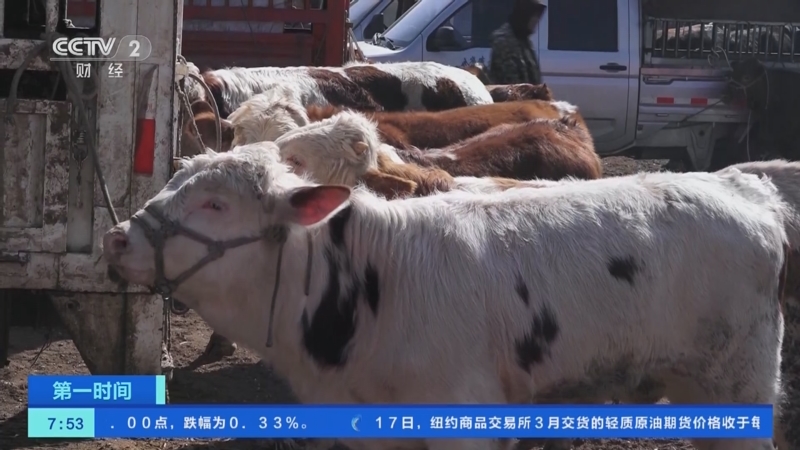 [第一时间]贵州威宁：春耕带旺牛市 日交易量达上千头