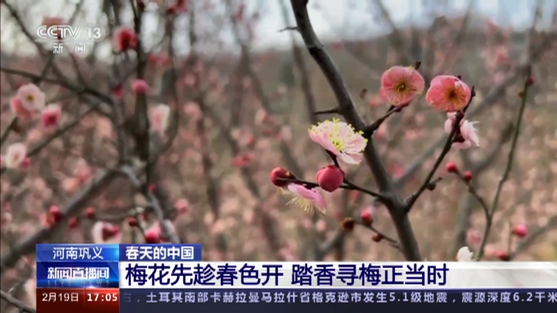 [新闻直播间]河南巩义 春天的中国 梅花先趁春色开 踏香寻梅正当时