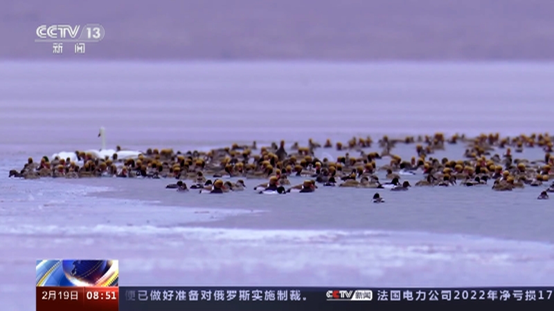 [朝闻天下]青海海西 大天鹅湖中上演“雪上芭蕾”