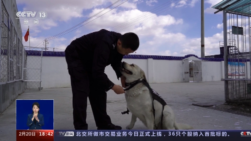 [共同关注]战功赫赫 15只警犬获评国家首批“功勋犬” 多次完成重大安保任务 “黑壮”坚守国门