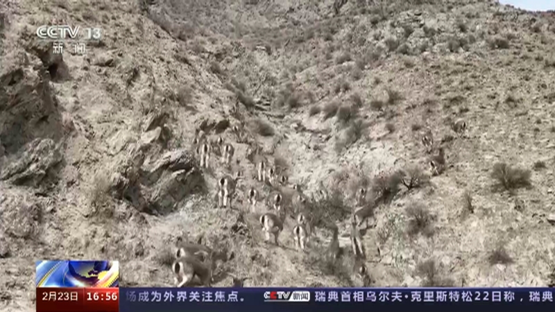 [新闻直播间]甘肃 200多只岩羊峭壁奔跑 场景壮观
