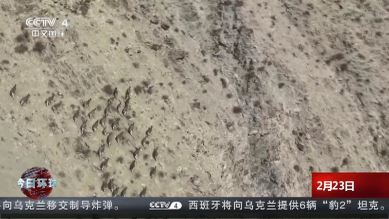 [今日环球]甘肃祁连山国家公园发现200多只岩羊奔跑觅食
