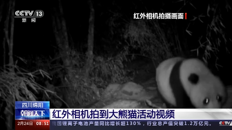 [朝闻天下]四川绵阳 红外相机拍到大熊猫活动视频