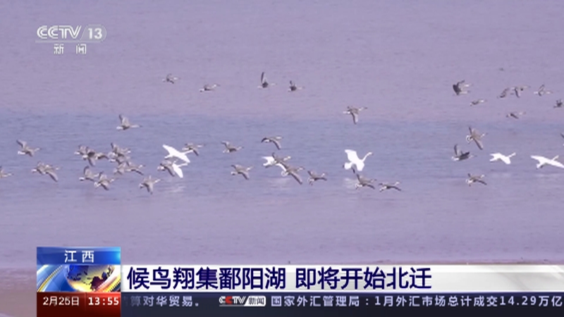 [新闻直播间]江西 候鸟翔集鄱阳湖 即将开始北迁