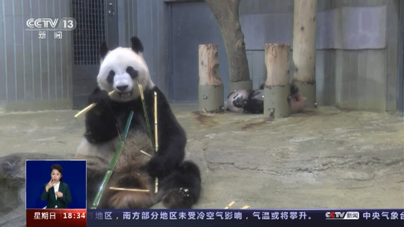 [共同关注]特别关注：旅日大熊猫“香香”回国 正在检疫隔离中 上野动物园为“香香”回国量身定制运输箱