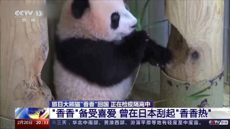 [东方时空]旅日大熊猫“香香”回国 正在检疫隔离中 “香香”备受喜爱 曾在日本刮起“香香热”
