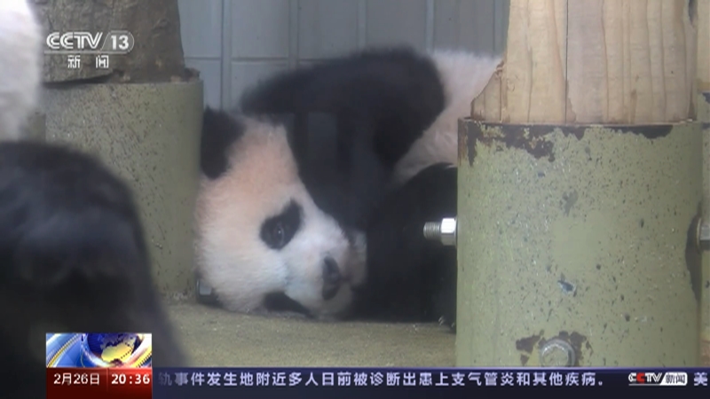 [东方时空]旅日大熊猫“香香”回国 正在检疫隔离中 “香香”归还日期曾因疫情原因推迟
