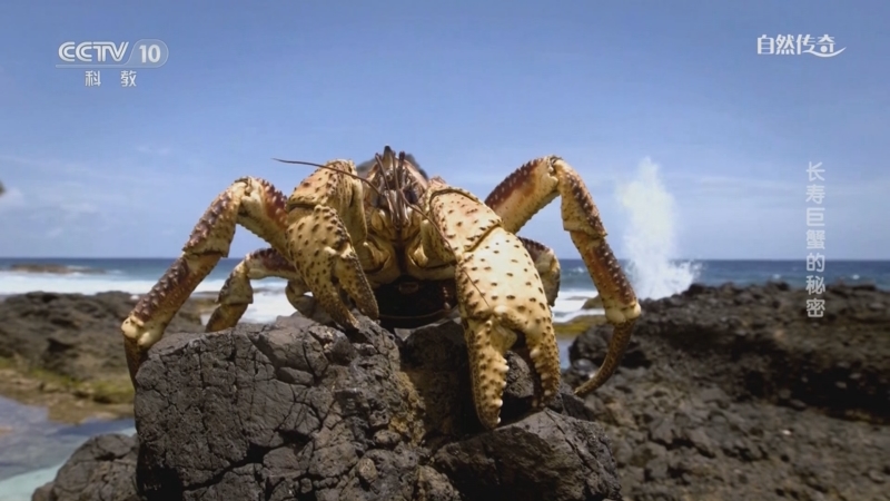 《自然传奇》 20230227 长寿巨蟹的秘密