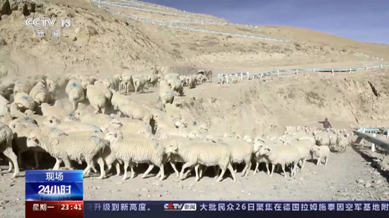 [24小时]现场 新疆昆仑山脚下牧民开启春季羊群转场