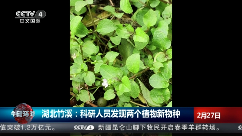 [今日环球]湖北竹溪：科研人员发现两个植物新物种