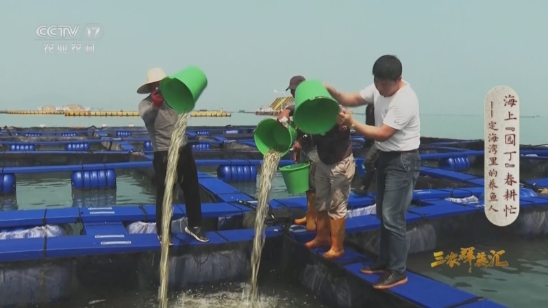 《三农群英汇》 20230415 海上“园丁”春耕忙——定海湾里的养鱼人