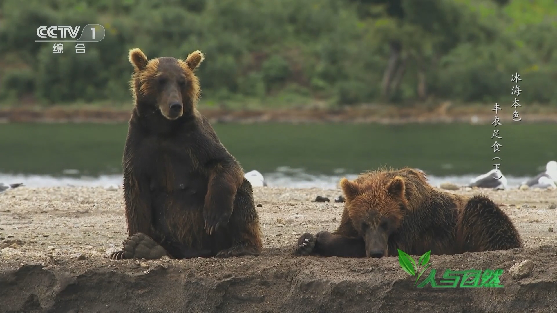 人与自然_cctv节目官网