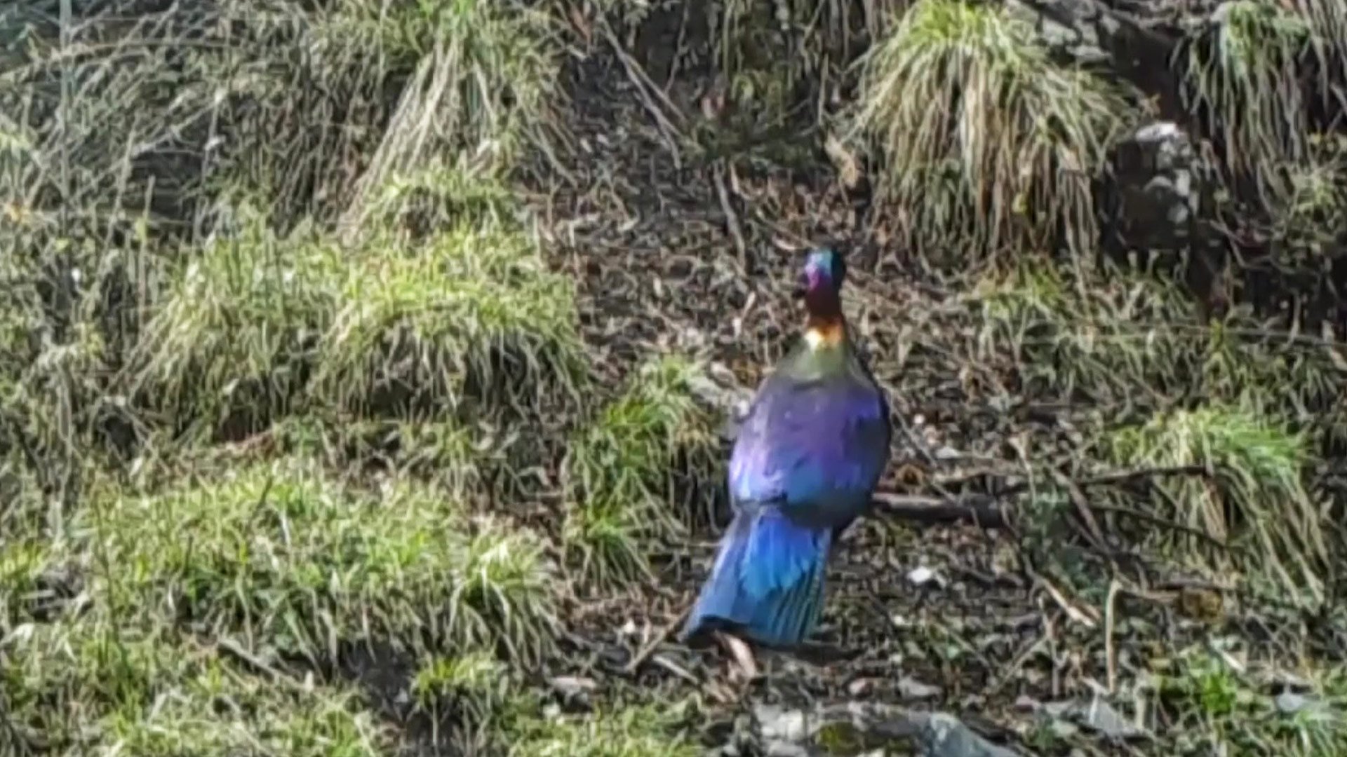 甘肃陇南：红外相机捕捉到国家一级保护动物绿尾虹雉