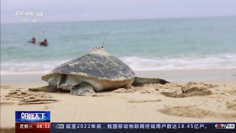 [朝闻天下]广东惠东 800只人工繁育绿海龟集中放流