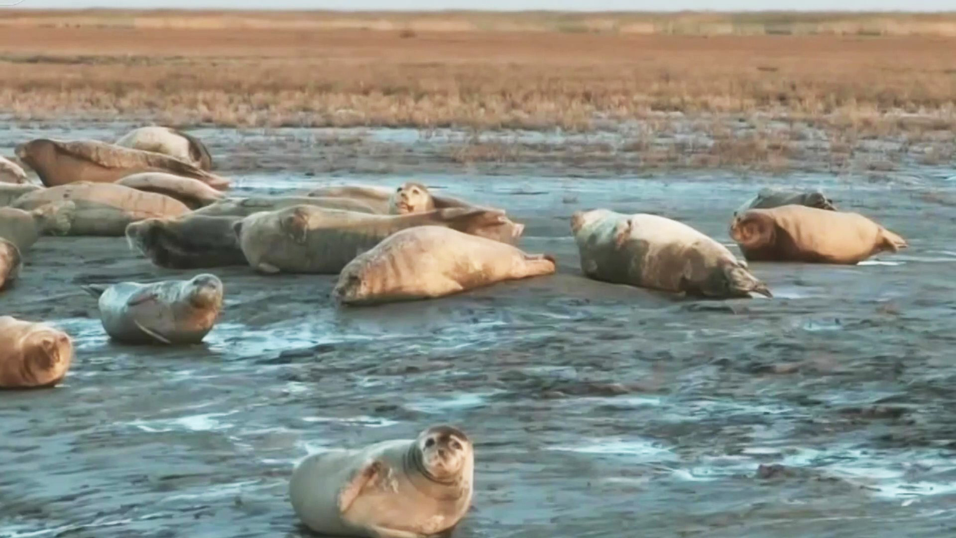 辽宁盘锦：数百只斑海豹带幼崽聚集栖息