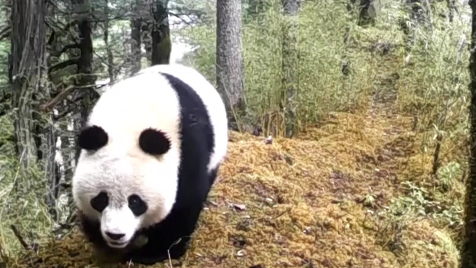 四川松潘：红外相机拍下野生大熊猫画面