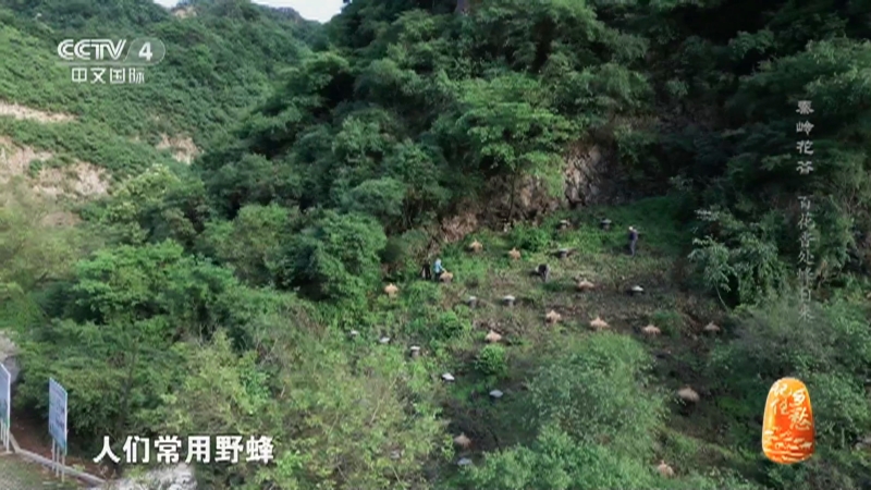 [记住乡愁]野蜂和驯养的蜜蜂混合饲养可以改良蜜蜂的种群基因