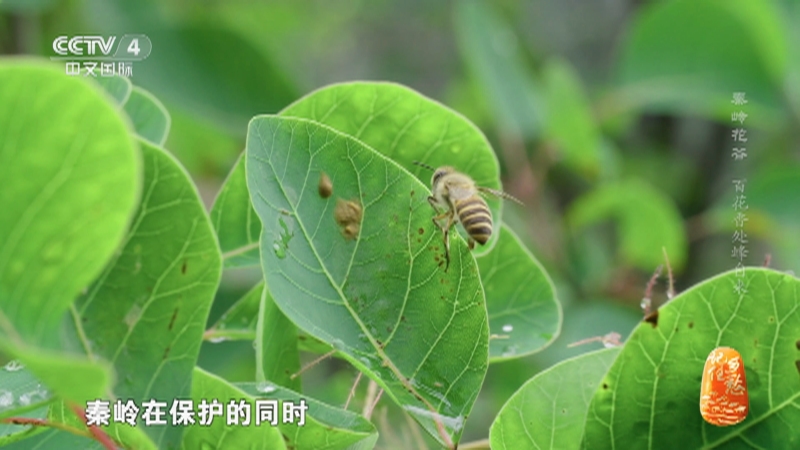[记住乡愁]中华蜜蜂不挑食 好山好水出好蜜