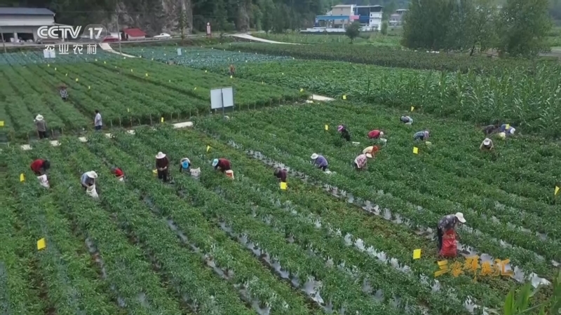 《三农群英汇》 20230825 中国碗 中国粮——老蔡的高山蔬菜梦