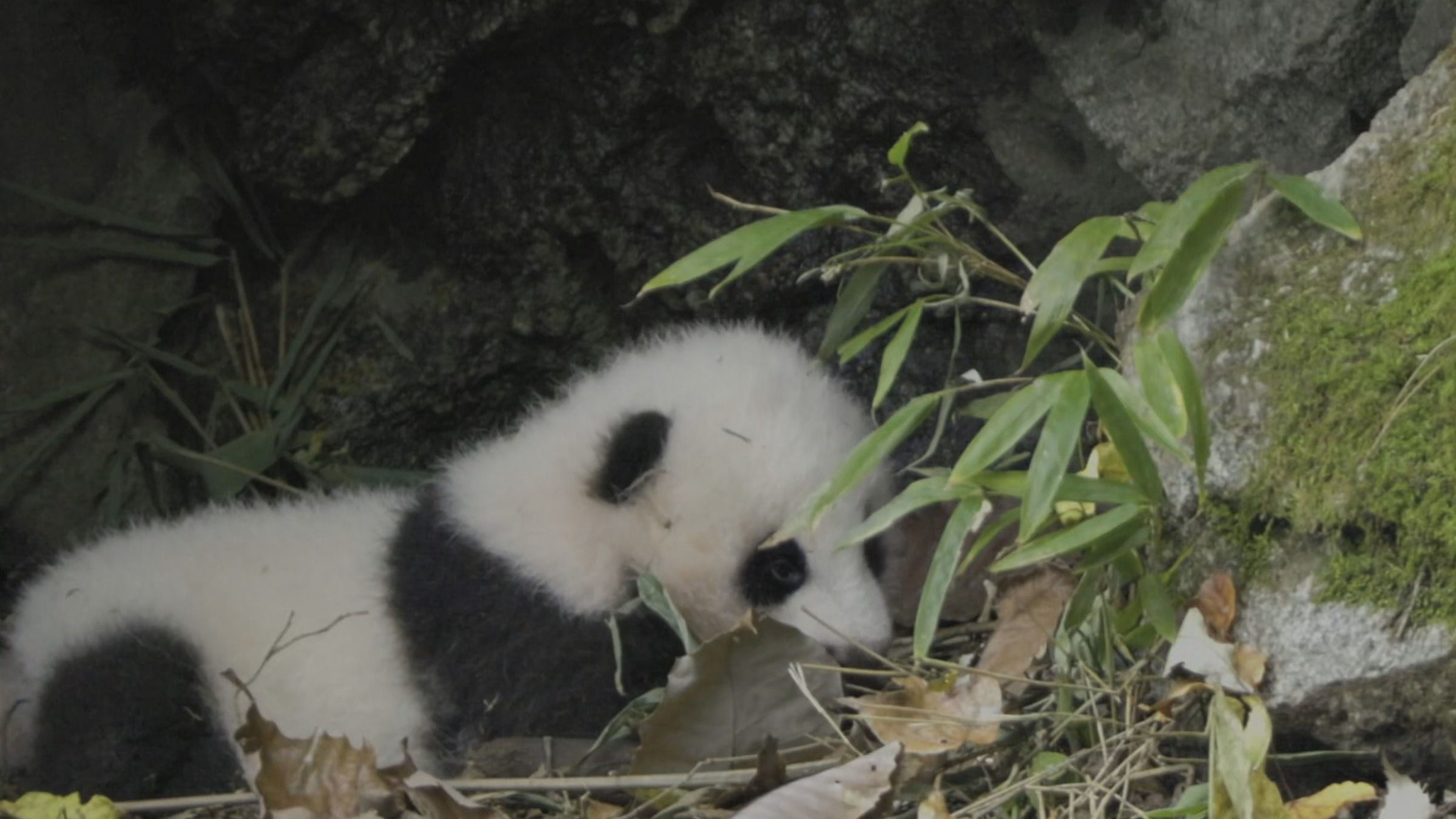 《美丽中国自然》 秦岭大熊猫系列 有家的日子