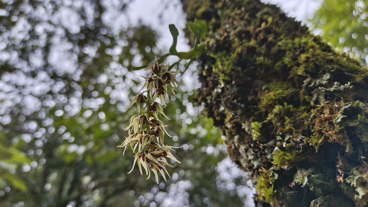 云南宁洱首次记录到"极小种群野生植物"梳唇石斛