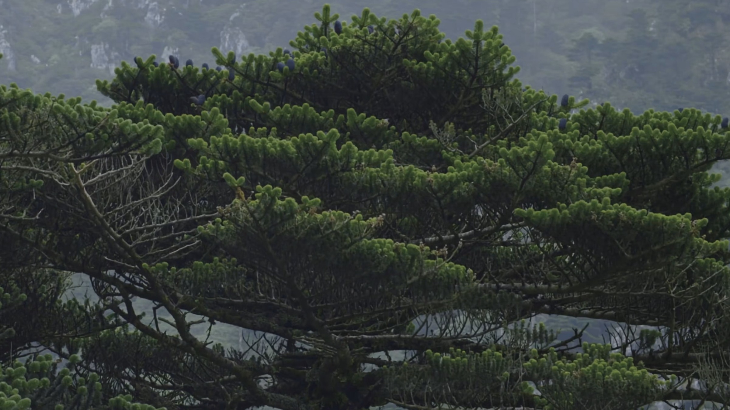 《美丽中国自然》 云岭之南系列 苍山冷杉
