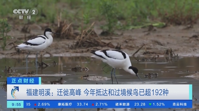 [正點財經]福建明溪:遷徙高峰 今年抵達和過境候鳥已