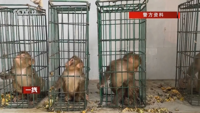 《一线》 20240108 囚笼里的猕猴