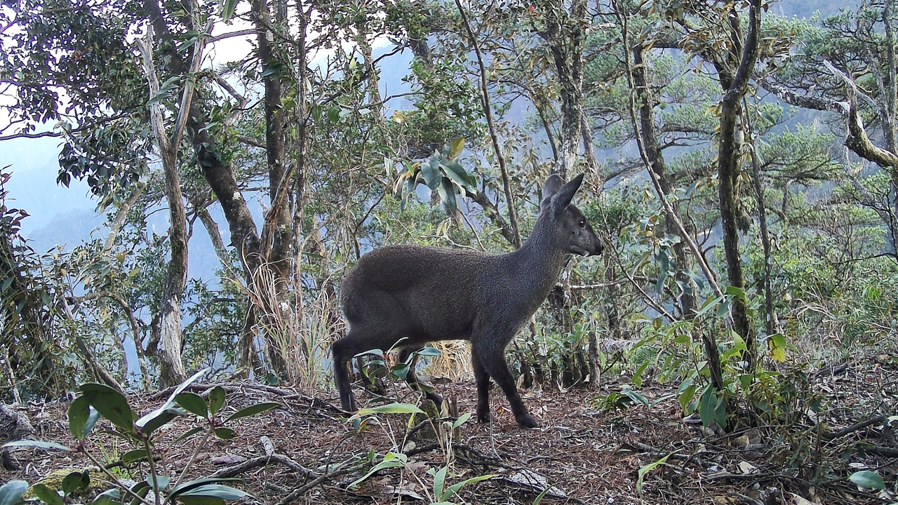 湖南莽山再现全球性濒危物种野生林麝踪影