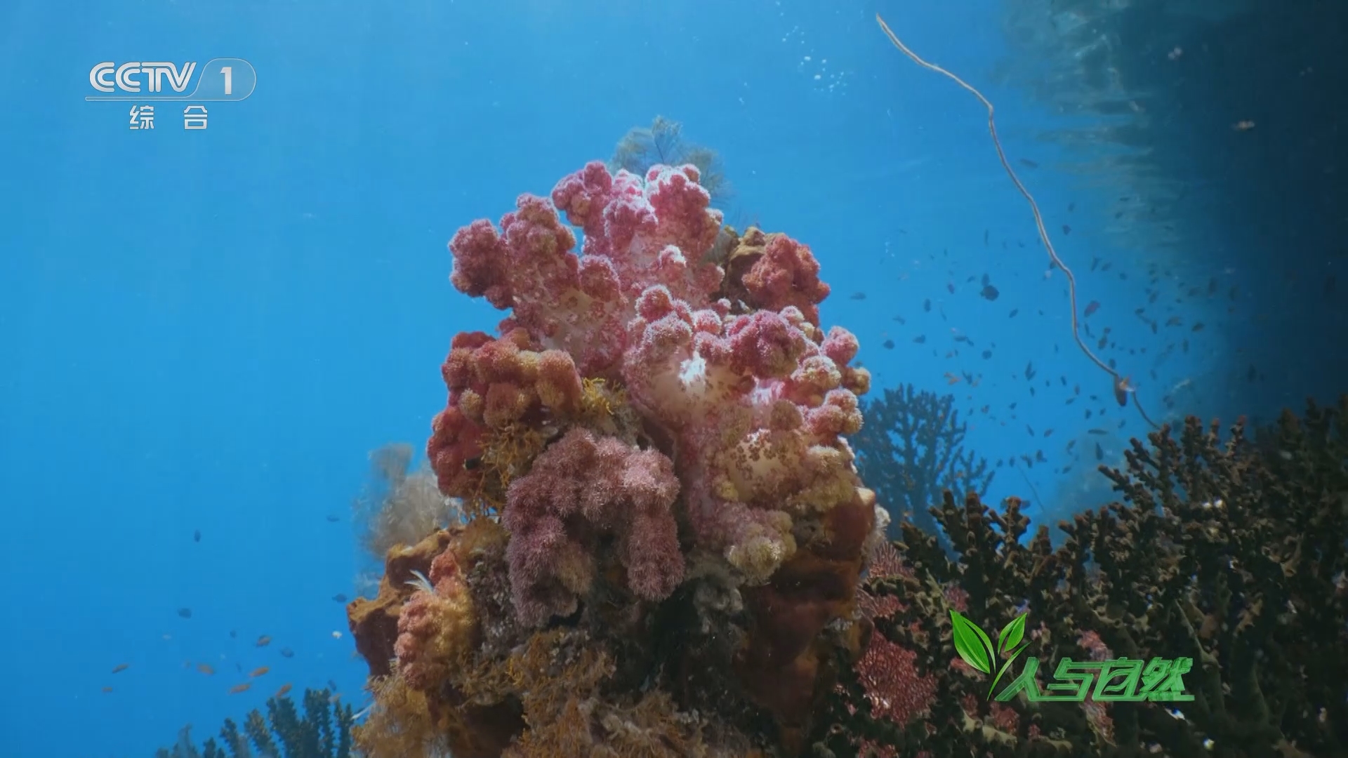 《人与自然》 20240215 海底万花筒——相聚珊瑚礁（下）