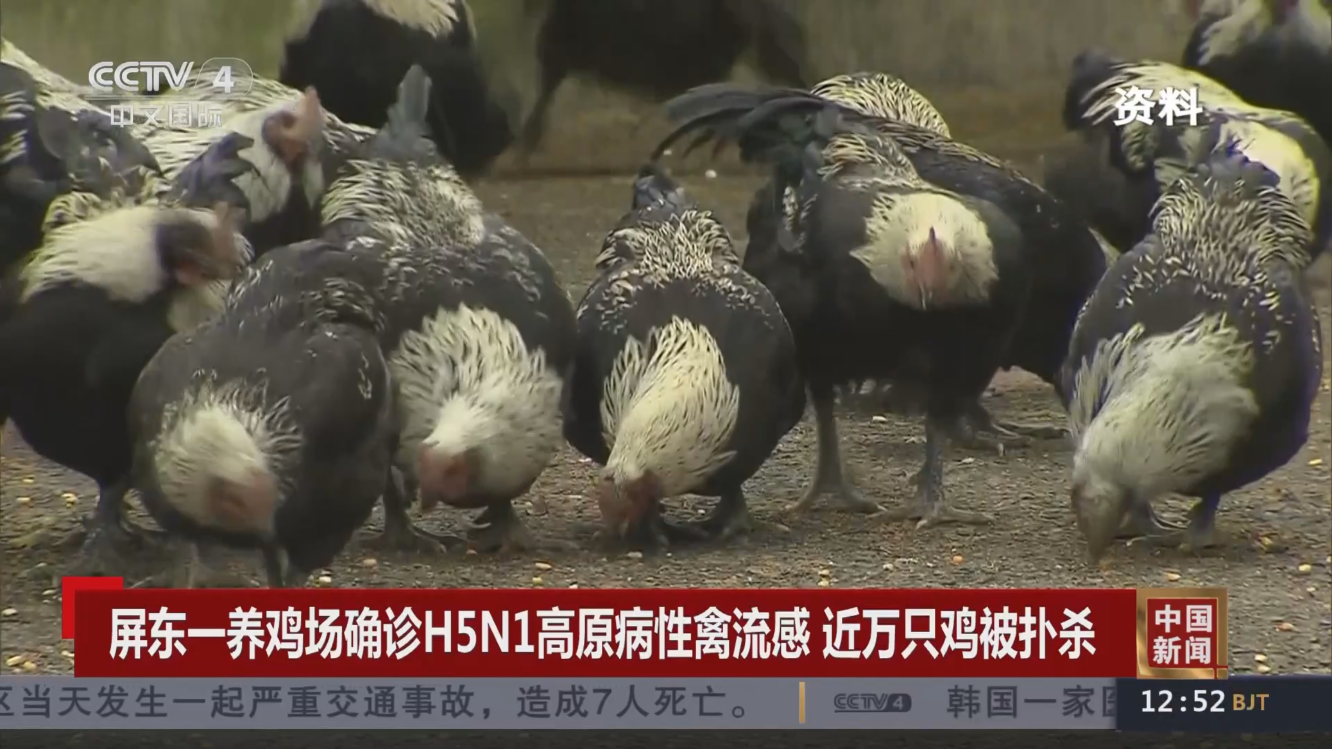 [中国新闻]屏东一养鸡场确诊h5n1高原病性禽流感 近万只鸡被扑杀