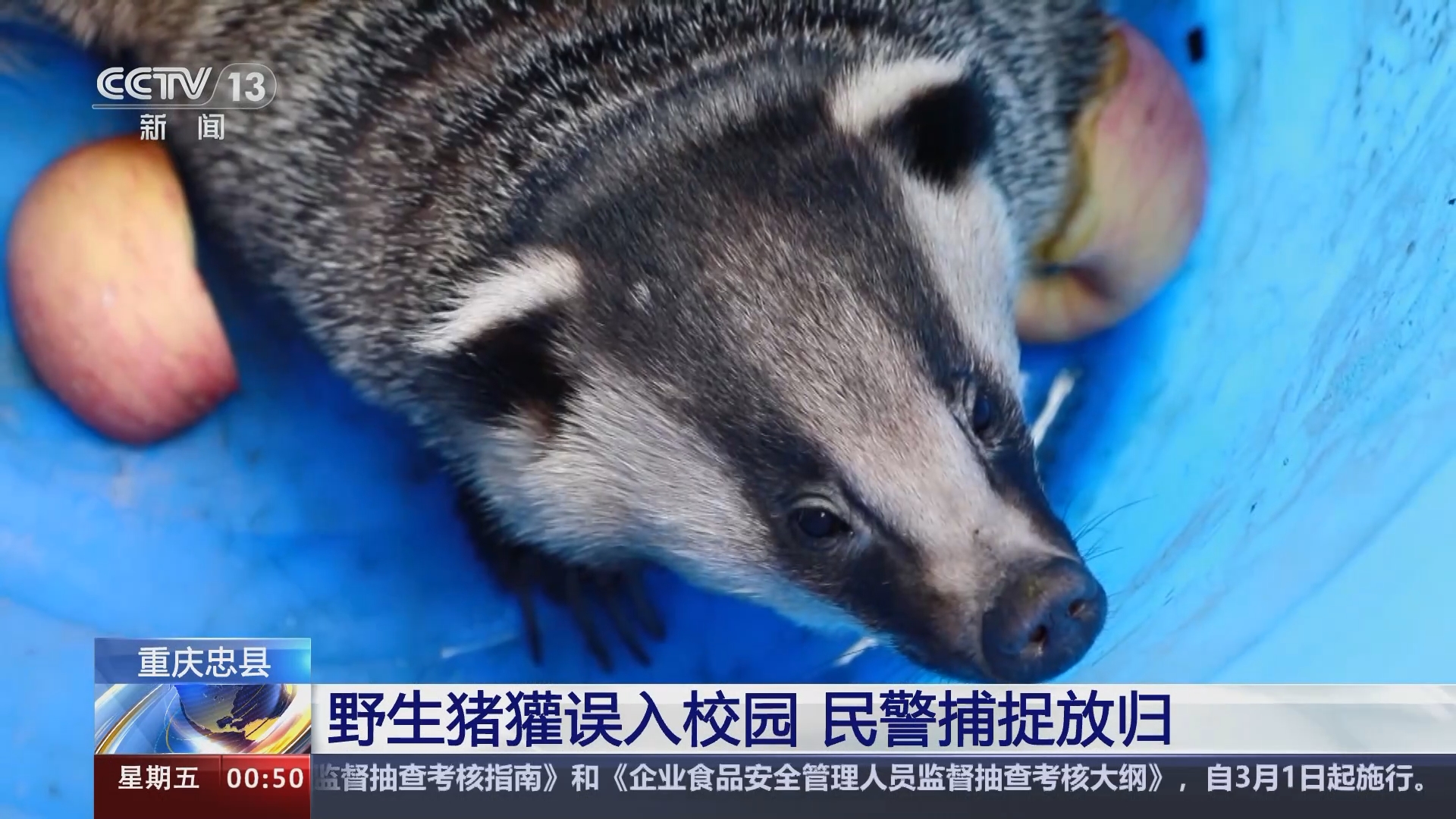 [午夜新闻]重庆忠县 野生猪獾误入校园 民警捕捉放归