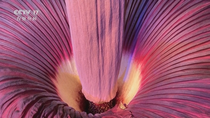 [三农长短说]美国加州 巨魔芋开花 游客"闻臭而来"