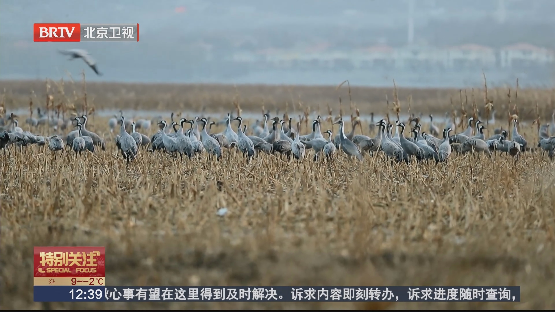 [特别关注-北京]官厅水库连续5年监测到"环志候鸟"