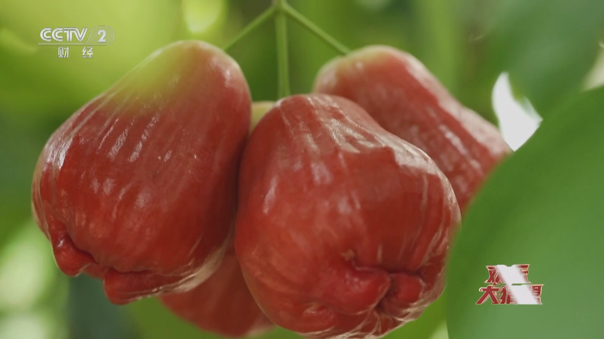 [欢乐大猜想]怎样挑选更甜的三亚莲雾?