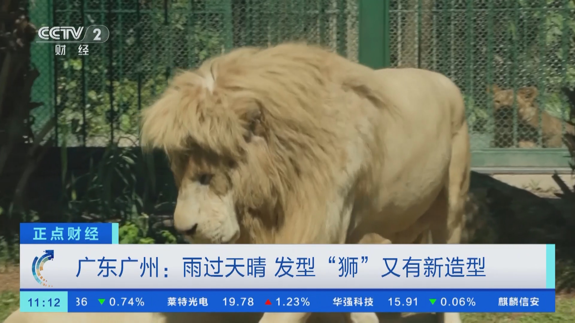 [正点财经]广东广州:雨过天晴 发型"狮"又有新造型